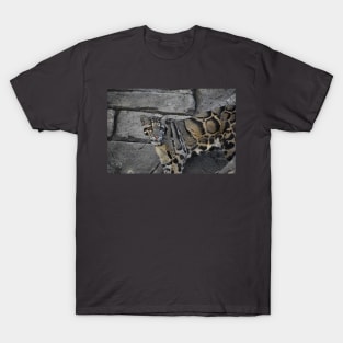 Clouded Leopard T-Shirt